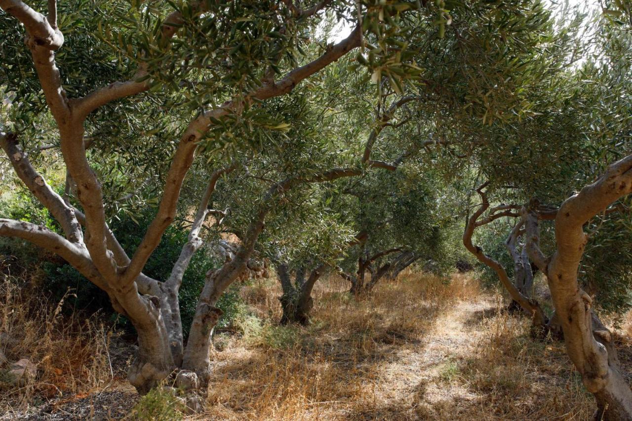 Villa Vito Zarače المظهر الخارجي الصورة